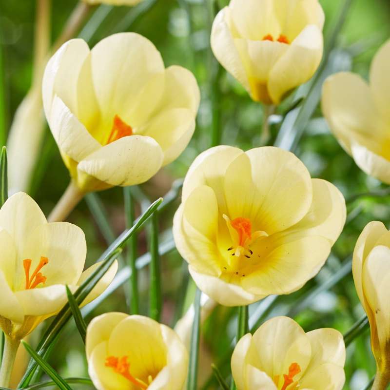 Krokus 'Cream Beauty'